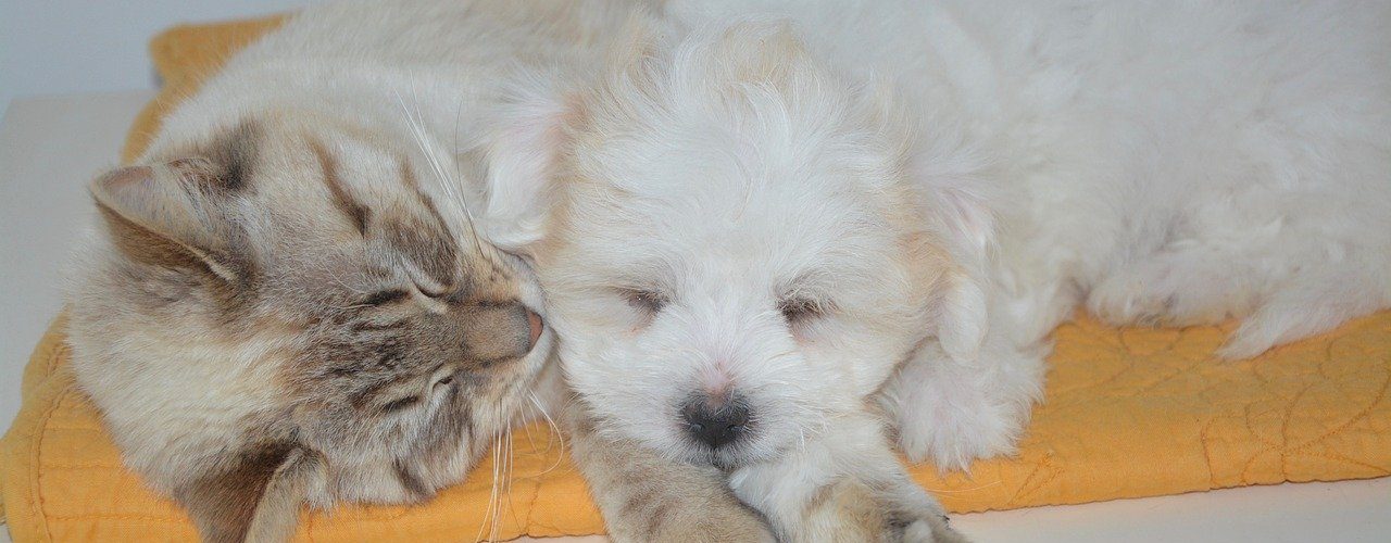 Comment faire cohabiter un chat et un chien